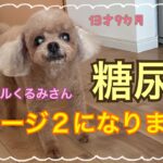 トイプードルくるみさん 糖尿病 ステージ２になりました