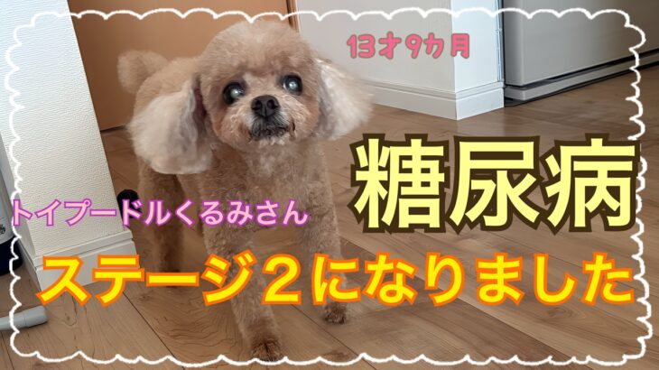 トイプードルくるみさん 糖尿病 ステージ２になりました