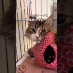 10歳の猫、れおな。耳のポリープと糖尿病で受診しました。