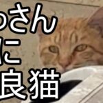 【よっさん】新しい野良猫と対面する【糖尿病 腎不全】2026/10/12