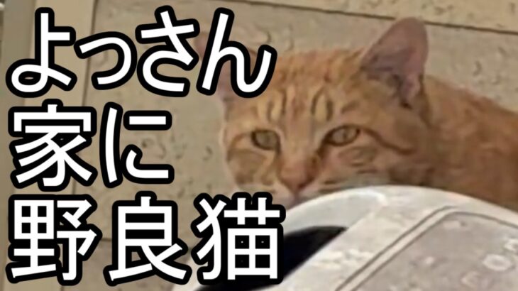 【よっさん】新しい野良猫と対面する【糖尿病 腎不全】2026/10/12