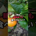 糖尿病でも柿は食べていい？3つのルール #shorts #血糖値 #糖尿病