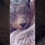 【ロシアンブルー】糖尿病のめろん…3ヶ月ぶりの検査の結果です🥹【猫】#shorts
