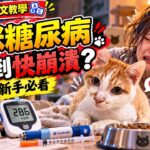 貓咪得糖尿病，血糖飆破415，居家照顧好崩潰？ #糖尿病 #貓咪 #老貓 #學英文
