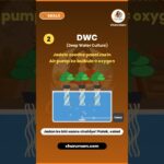 Bina Mitti Paudha Ugane Ke 3 Tareeke: Wick, DWC, NFT | Class 8 Skills #Shorts