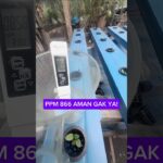 Cek PPM 866 di rak pendewasaan pakcoy hidroponik nft