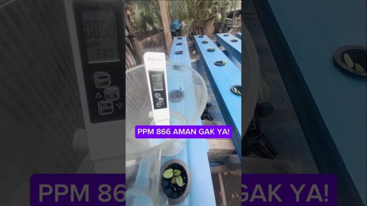 Cek PPM 866 di rak pendewasaan pakcoy hidroponik nft