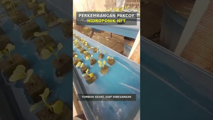Cek perkembangan bibit pakcoy hidroponik nft