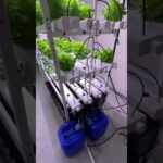 Grow fresh lettuce year-round with our NFT hydroponic growing system!