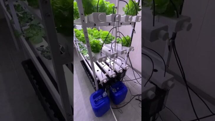 Grow fresh lettuce year-round with our NFT hydroponic growing system!