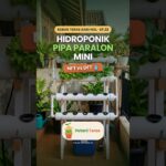 Hidroponik Pipa Paralon Mini: NFT vs DFT untuk Pemula 🥬 #shorts
