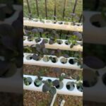 #Hydroponic #nfthydroponics #hydroponicsfarming ￼#pacchoi #joichoi #nft