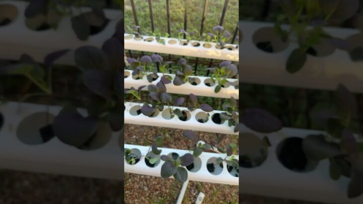 #Hydroponic #nfthydroponics #hydroponicsfarming ￼#pacchoi #joichoi #nft