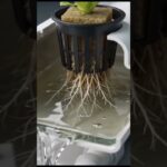 Kratky vs. NFT 🌱 ¿Cuál elegir?