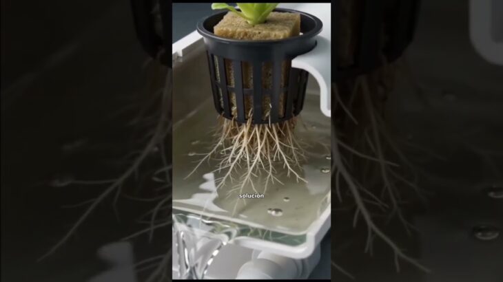 Kratky vs. NFT 🌱 ¿Cuál elegir?