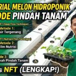 TUTORIAL PINDAH TANAM MELON HIDROPONIK: 3 METODE DFT VS NFT LENGKAP!