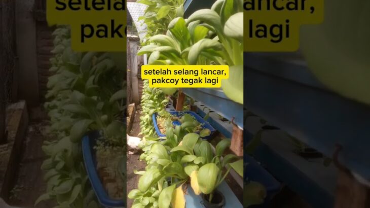 Update 24 jam  pakcoy hidroponik nft