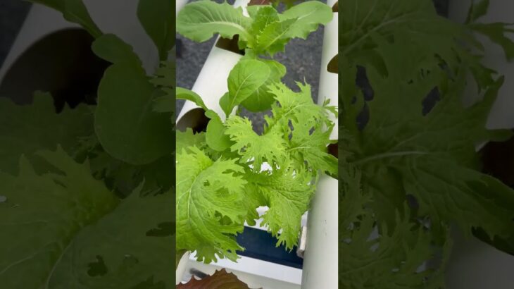 What is NFT Hydroponic Farming & How Can You Get Started? In this video, we explain..