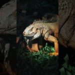 【総集編で詳しく】ドクトカゲの唾液から生まれた糖尿病の薬と、イモガイの毒から生まれた鎮痛薬 #shorts