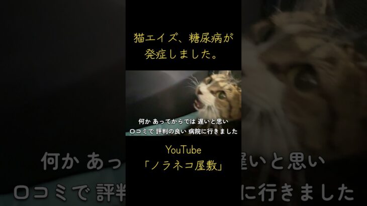 猫エイズ、糖尿病が発症しました。【保護猫】【野良猫】