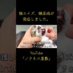 猫エイズ、糖尿病が発症しました。【保護猫】【野良猫】