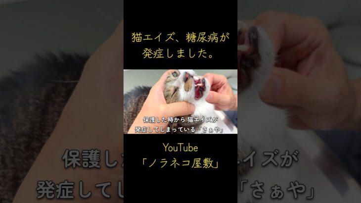 猫エイズ、糖尿病が発症しました。【保護猫】【野良猫】
