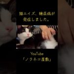 猫エイズ、糖尿病が発症しました。【保護猫】【野良猫】