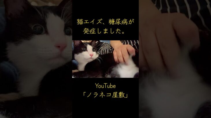 猫エイズ、糖尿病が発症しました。【保護猫】【野良猫】