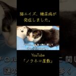 猫エイズ、糖尿病が発症しました。【保護猫】【野良猫】