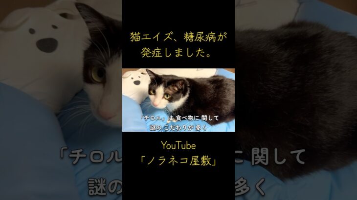 猫エイズ、糖尿病が発症しました。【保護猫】【野良猫】