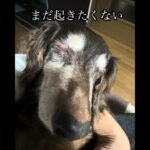 糖尿治療中おじいワン #犬 #シニア犬 #老犬 #糖尿病 #認知症 #グル活 #愛犬 #犬のいる生活 #老犬介護