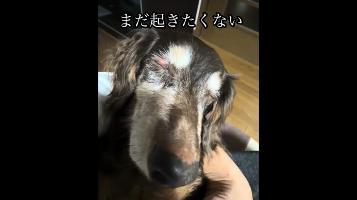 糖尿治療中おじいワン #犬 #シニア犬 #老犬 #糖尿病 #認知症 #グル活 #愛犬 #犬のいる生活 #老犬介護
