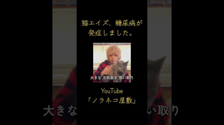 猫エイズ、糖尿病が発症しました。【保護猫】【野良猫】