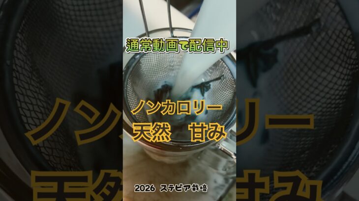 栽培したステビアを確かめた！　#糖尿病