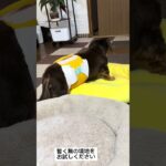 深夜飯 後半✨️おおきくなーれ。 #犬 #癒し #大型犬のいる生活 #老犬 #可愛い #シニア犬 #老健介護#認知症#ダックス #糖尿病