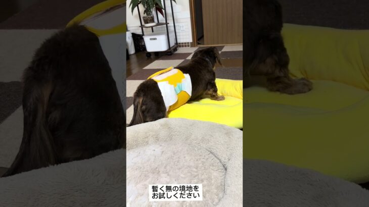 深夜飯 後半✨️おおきくなーれ。 #犬 #癒し #大型犬のいる生活 #老犬 #可愛い #シニア犬 #老健介護#認知症#ダックス #糖尿病
