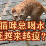 猫咪糖尿病怎么吃？总喝水、总尿尿还变瘦，千万别忽视！#养猫经验分享