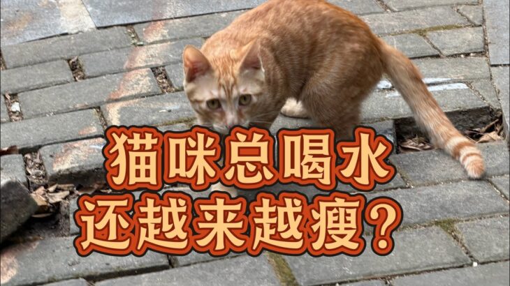 猫咪糖尿病怎么吃？总喝水、总尿尿还变瘦，千万别忽视！#养猫经验分享