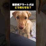 糖尿病アラート犬が低血糖に気づいた結果… #海外 #介助犬