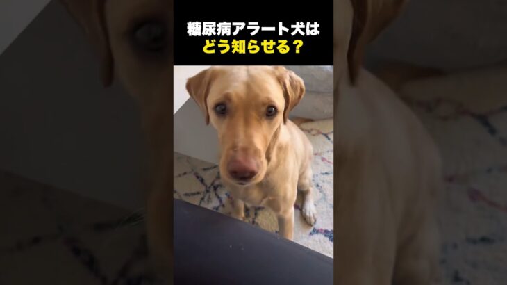 糖尿病アラート犬が低血糖に気づいた結果… #海外 #介助犬
