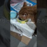 昨日グリーンカレー食べたらお尻が痛くなった #糖尿病網膜症 #元野良猫 #猫のいる暮らし