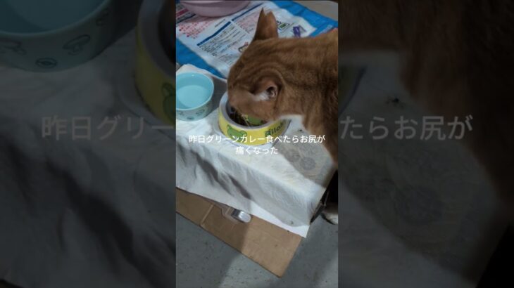 昨日グリーンカレー食べたらお尻が痛くなった #糖尿病網膜症 #元野良猫 #猫のいる暮らし