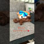 リラックスしています #動物#わんこ#犬#糖尿病#家族