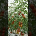 what crops we can do in DWC & NFT #hydroponic #soillesscultivation #generalhydroponics