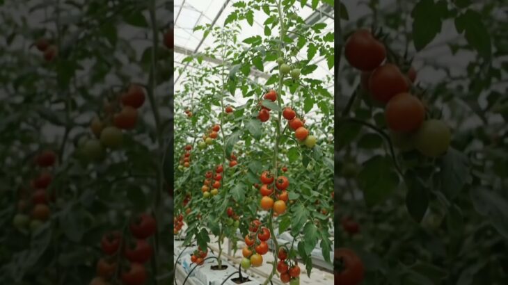 what crops we can do in DWC & NFT #hydroponic #soillesscultivation #generalhydroponics